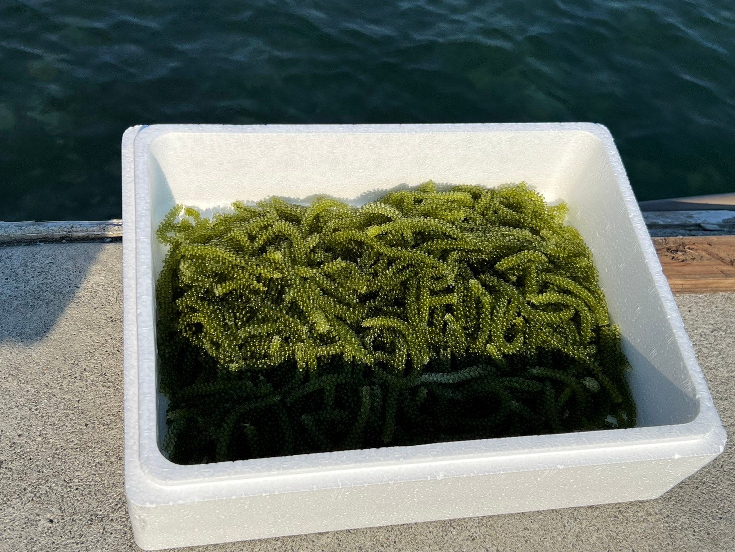 海ぶどう様 4943253000211_b27d47928e314484